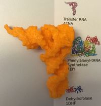 Impression 3D de l'ARNt Phe sur le poster de PDB