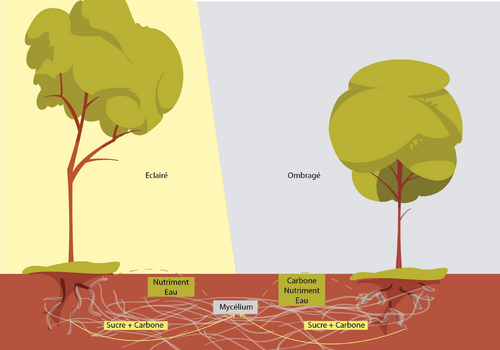Schéma de la communication entre deux arbres via un réseau de mycélium.