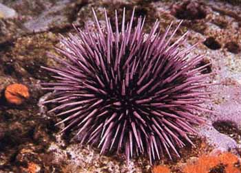 Purple Urchin.jpg