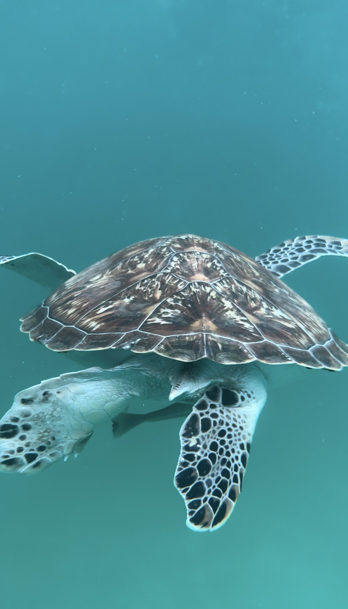 Une tortue de mer en Malaisie.jpg