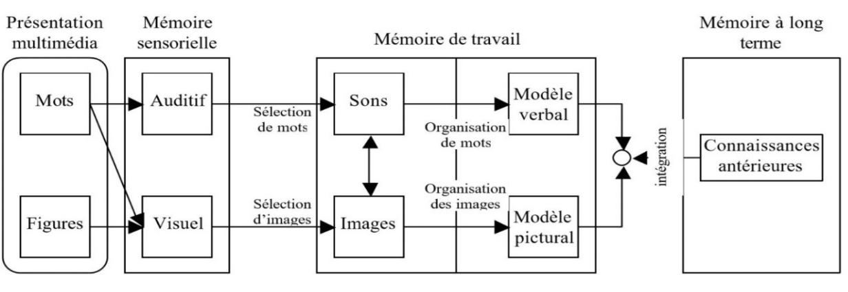 Figure 5. Théorie cognitive de l'apprentissage multimédia (Mayer, 2009, cité dans Elmeziane et Lecorre, 2021)