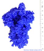 Proteine Spike du virus SARS-Cov configuration ouverte - a partir de 6VSB sur PDB imprimee au -SEMab