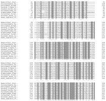 Alignement dans Uniprot des séquences pour Cilia_associated_prot58 pour 22 poissons+homo avec Similarity on