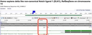Une TATA-box - encadrée- sur le gène DLK1 du Chr 14 visualisée dans GDV