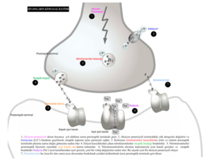 Schéma de neurotransmission contenant un codage couleur (tiré de Ozcelik, Karakus, Kursun & Cagiltay, 2009)