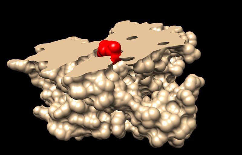 Fichier:Proteine Cox1 à partir de 1eqg sur PDB avec Ibuprofen -coupee .jpg