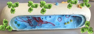 Modèle de bactérie- avec plusieurs anticorps 1IgG-imprimés-3D fixés